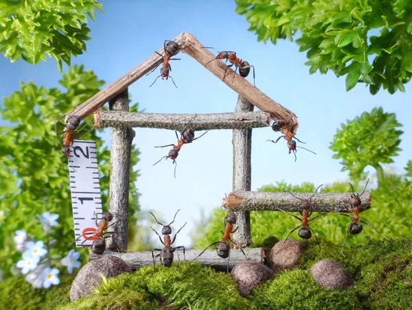 Команда муравьев, строительство деревянного дома, работа в команде Стоковое Изображение