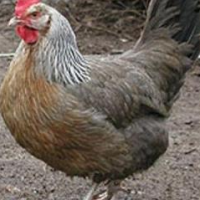 Мясные породы кур: Доркинг
